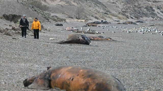 Argentinada yüzlərlə balina balası müəmmalı infeksiyadan tələf oldu