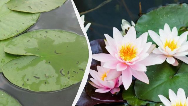 Alimlər nəhəng su zanbağının yeni növünü kəşf etdi &ndash; Sosial şəbəkə kömək oldu