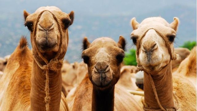 Azərbaycanda nə qədər dəvə var və hansı rayonlarda saxlayırlar?