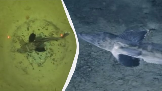 Antarktidanın buzları altında 60 milyon balıq yuvası aşkarlandı - VİDEO